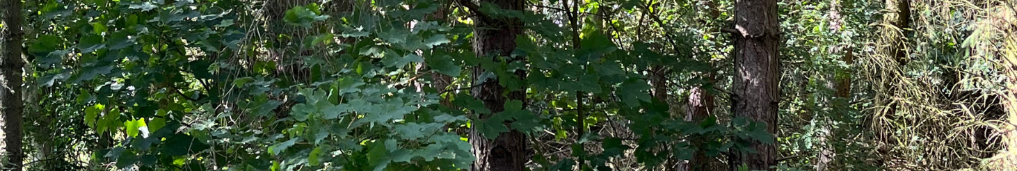 Grøn skov